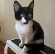 lírio 