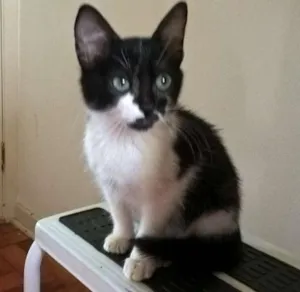 Gato raça srd idade 2 a 6 meses nome lírio 