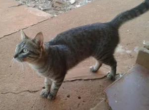 Gato raça Mestiço idade 2 anos nome Kero