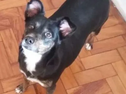 Cachorro ra a SRD idade 5 anos nome Kalu