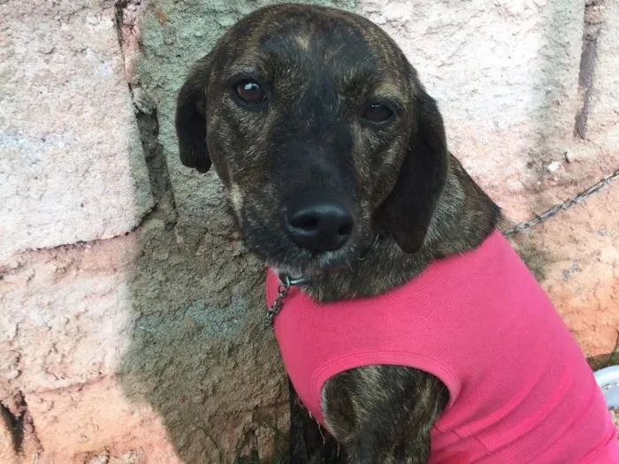 Cachorro ra a Srd idade  nome Bela