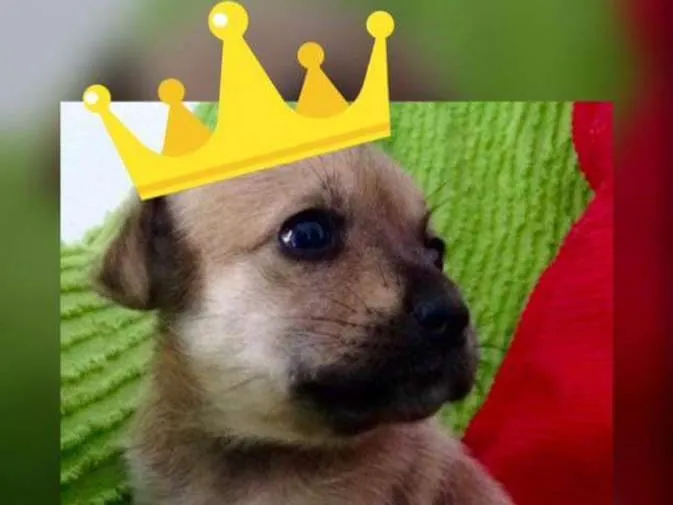 Cachorro ra a SRD idade Abaixo de 2 meses nome Menina