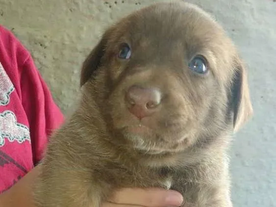 Cachorro ra a  idade 2 a 6 meses nome sem nome