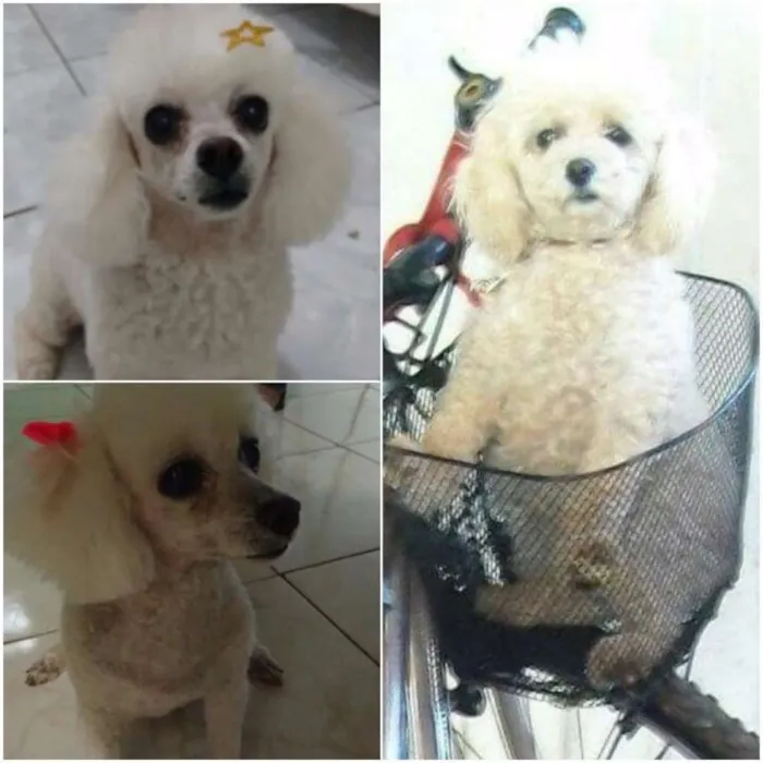 Cachorro ra a Poodle idade 6 ou mais anos nome Linda