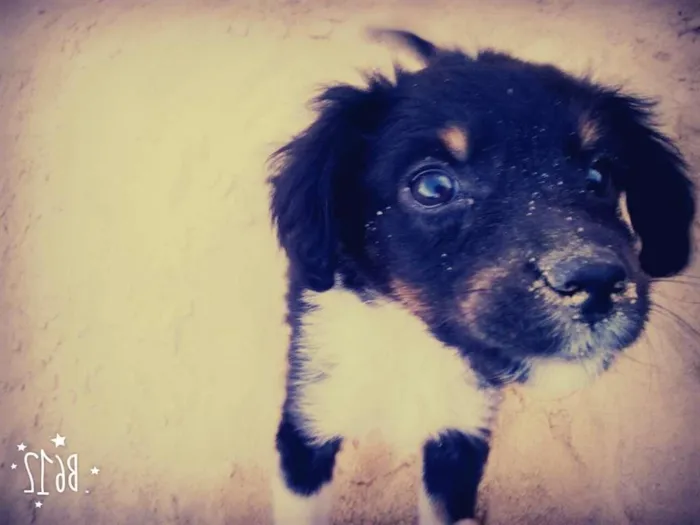 Cachorro raça Vira lata idade 2 a 6 meses nome Dog