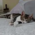 Mel