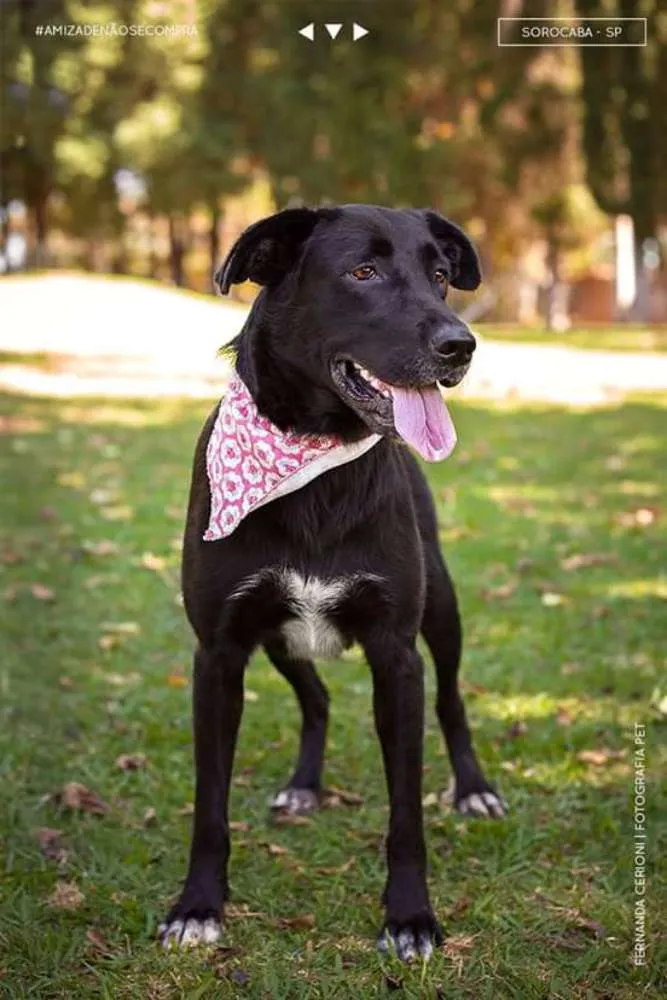 Cachorro ra a vira lata  idade 2 anos nome Lupita
