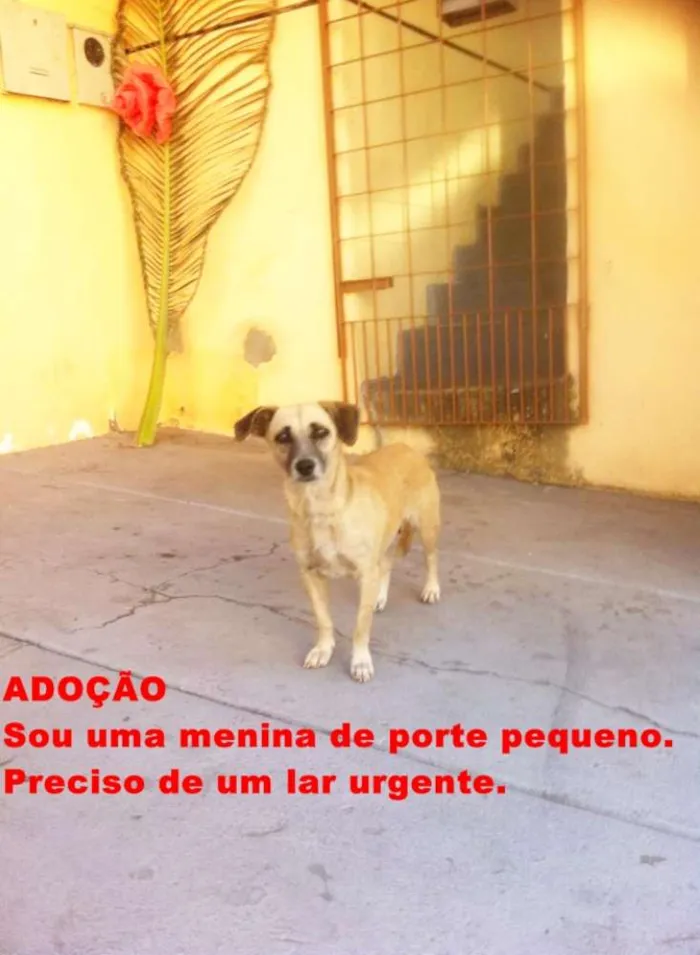 Cachorro ra a SRD idade 2 anos nome Bela