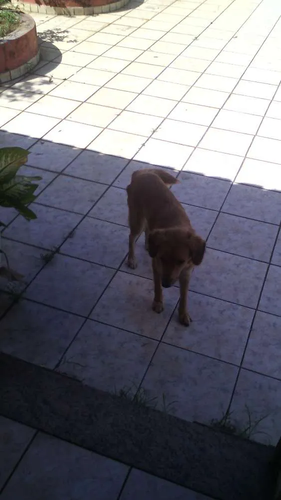 Cachorro raça Vira lata idade 2 anos nome Kiara