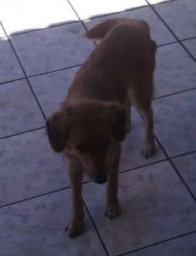 Cachorro raça Vira lata idade 2 anos nome Kiara