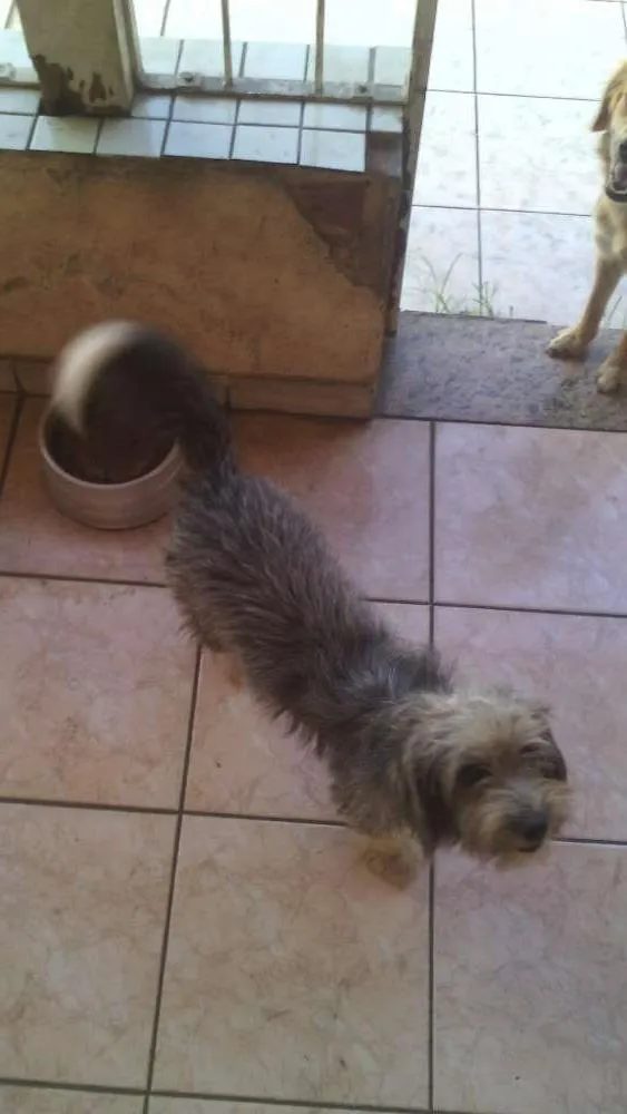 Cachorro raça Vira Lata idade 7 a 11 meses nome Pandora