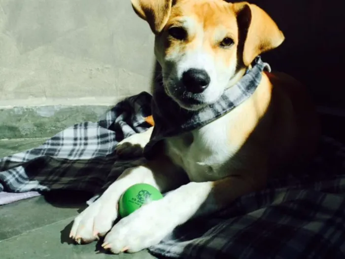 Cachorro ra a SRD idade 2 a 6 meses nome Billy Elliot