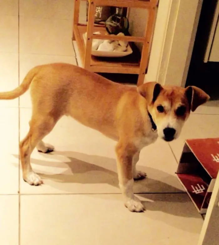Cachorro ra a SRD idade 2 a 6 meses nome Billy Elliot