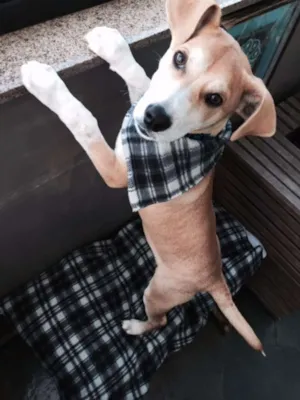 Cachorro raça SRD idade 2 a 6 meses nome Billy Elliot