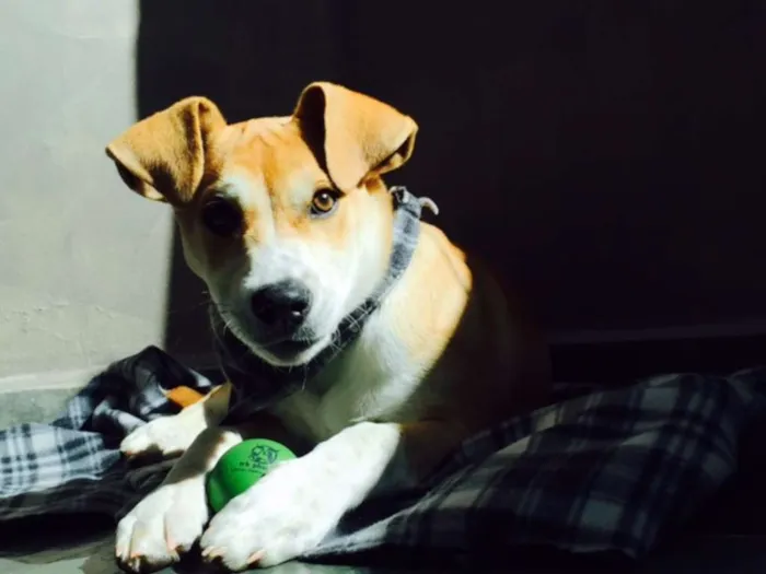 Cachorro ra a SRD idade 2 a 6 meses nome Billy Elliot