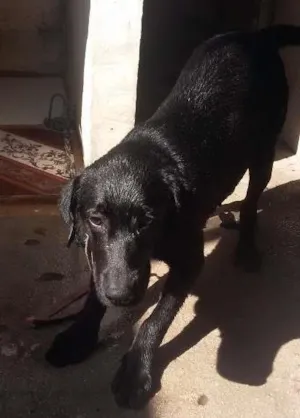 Cachorro raça Labrador  idade 7 a 11 meses nome Angel