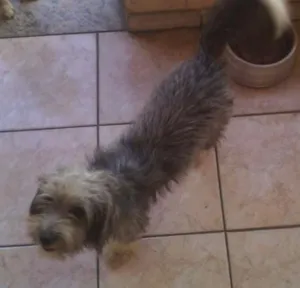 Cachorro raça Vira Lata idade 7 a 11 meses nome Pandora