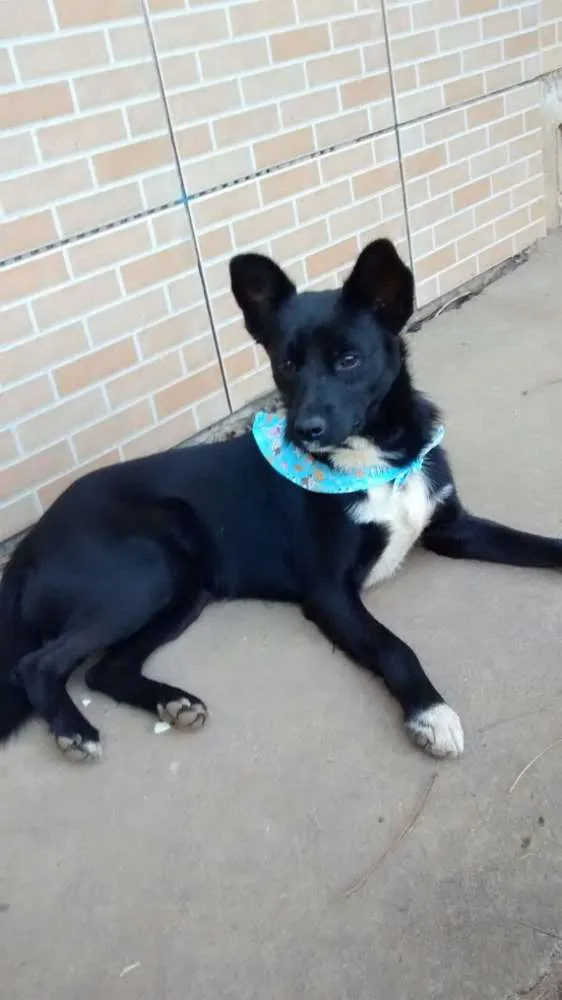 Cachorro ra a SRD idade 7 a 11 meses nome FREDERICO