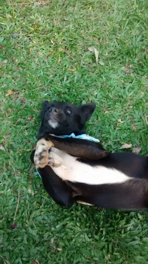 Cachorro ra a SRD idade 7 a 11 meses nome FREDERICO