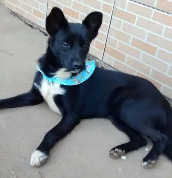 Cachorro ra a SRD idade 7 a 11 meses nome FREDERICO