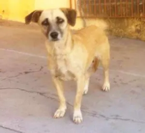 Cachorro raça SRD idade 2 anos nome Bela