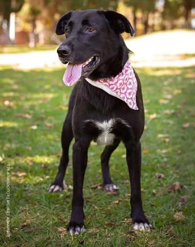 Cachorro ra a vira lata  idade 2 anos nome Lupita