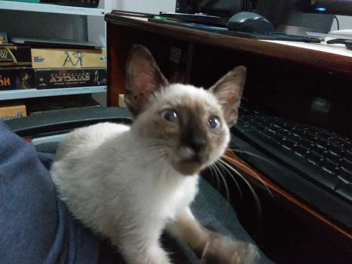 Gato raça SRD idade 2 a 6 meses nome Filomena