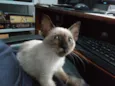 Filomena