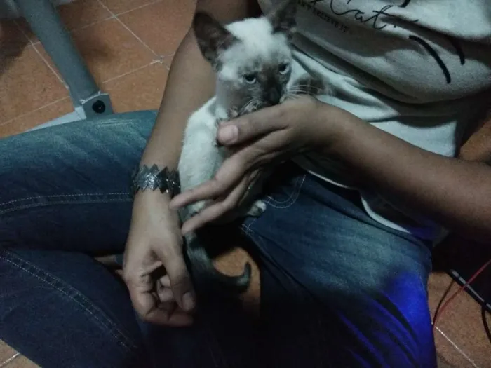 Gato raça SRD idade 2 a 6 meses nome Filomena