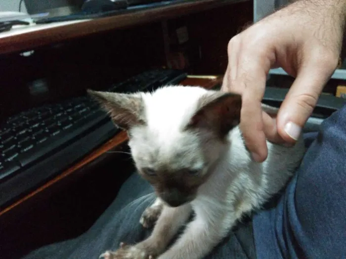 Gato raça SRD idade 2 a 6 meses nome Filomena