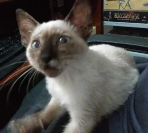 Gato raça SRD idade 2 a 6 meses nome Filomena