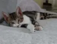 Mel