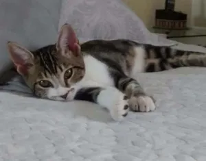 Gato raça SRD idade 2 a 6 meses nome Mel