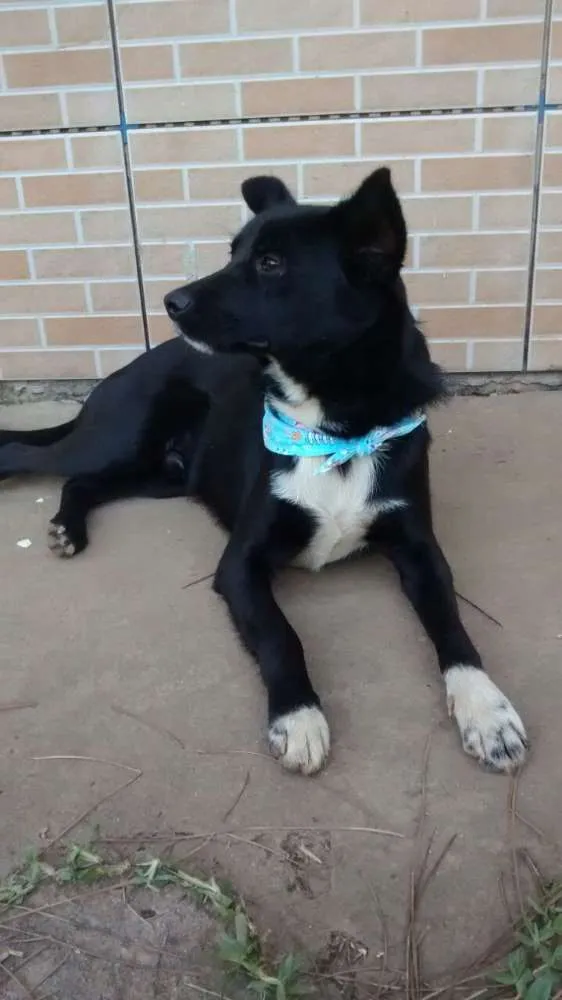 Cachorro ra a SRD idade 7 a 11 meses nome FREDERICO