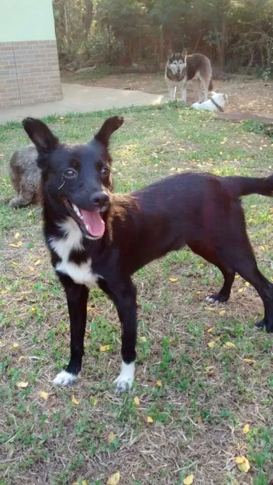 Cachorro ra a SRD idade 7 a 11 meses nome FREDERICO