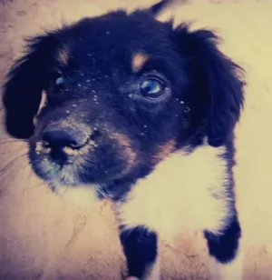 Cachorro raça Vira lata idade 2 a 6 meses nome Dog