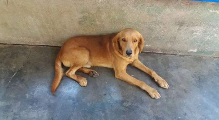 Cachorro ra a SRD idade 2 anos nome Bob
