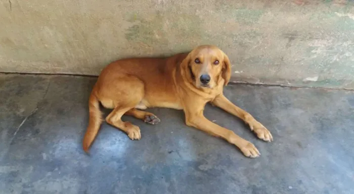 Cachorro ra a SRD idade 2 anos nome Bob