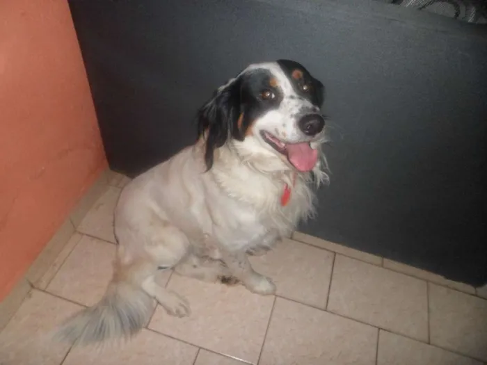 Cachorro ra a Vira lata idade 5 anos nome Bruce