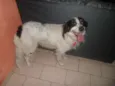Bruce