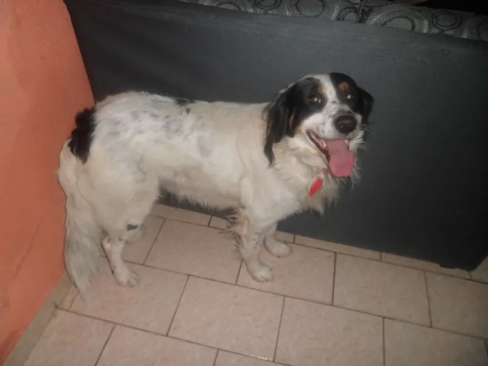 Cachorro ra a Vira lata idade 5 anos nome Bruce