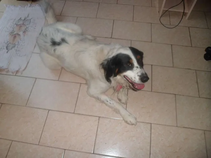 Cachorro ra a Vira lata idade 5 anos nome Bruce