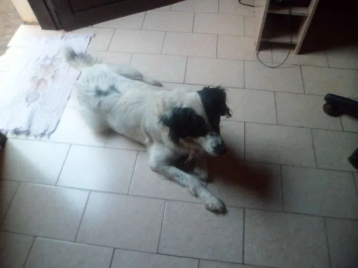 Cachorro ra a Vira lata idade 5 anos nome Bruce