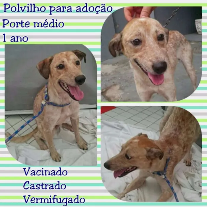 Cachorro raça Srd  idade 2 anos nome Polvilho 