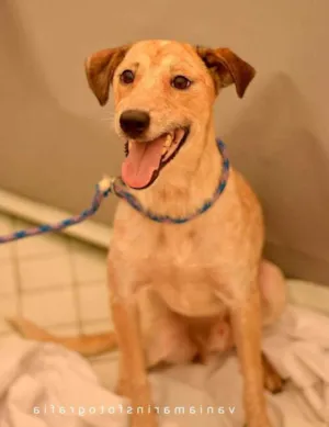 Cachorro raça Srd  idade 2 anos nome Polvilho 