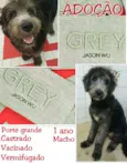 Grey 