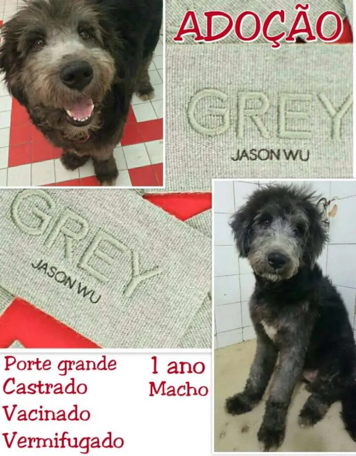 Cachorro raça Srd  idade 2 anos nome Grey 