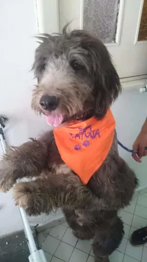 Cachorro raça Srd  idade 2 anos nome Grey 