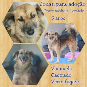 Cachorro raça Srd  idade 5 anos nome Jordan 