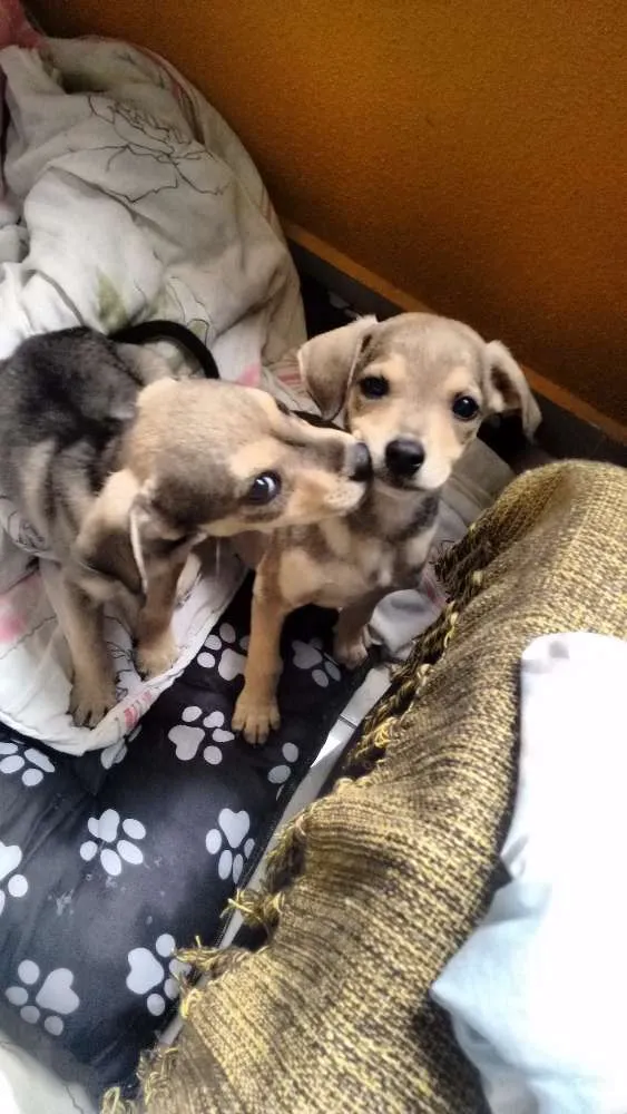 Cachorro ra a SRD idade 2 a 6 meses nome Sem nome
